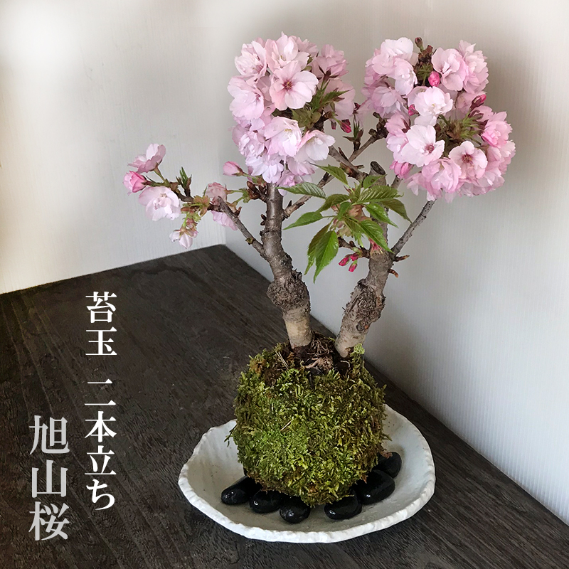 2024年開花終了 苔玉 桜 豪華二本立て 桜 旭山桜 二本植え苔玉 楕円 