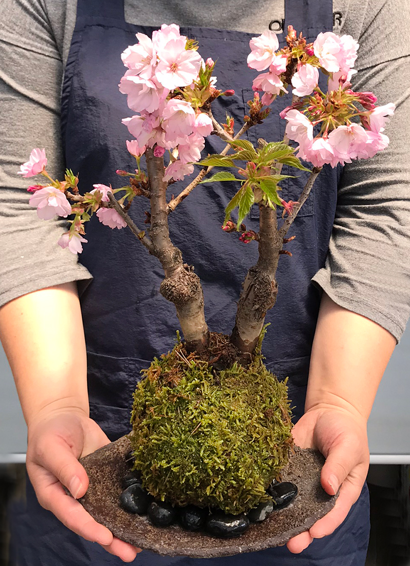 苔玉 桜 盆栽 旭山桜 二本植え苔玉 くらま器セット さくら サクラ お花見 自宅で花見 贈り物 : kokedama741twin : みどり屋  和草(にこぐさ) - 通販 - Yahoo!ショッピング