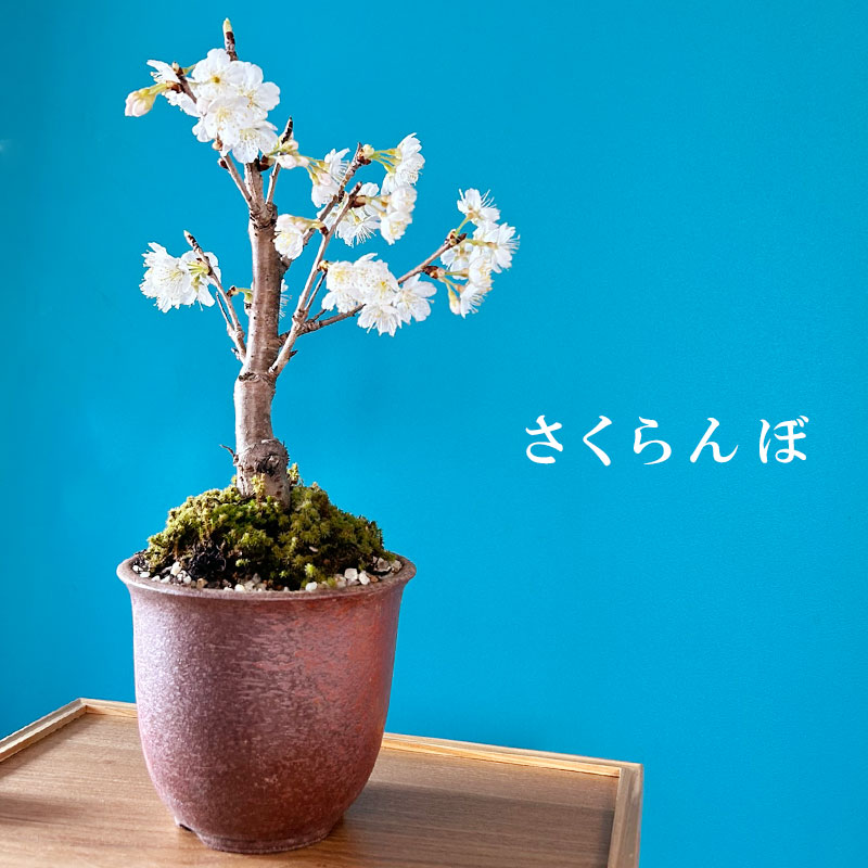 盆栽 開花終了 サクランボ 万古赤丸鉢 花を愛で 実をたのしめる