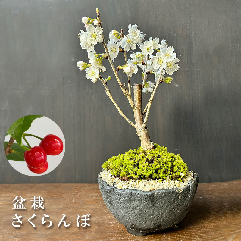 盆栽 開花中 サクランボ 鉢を選べる 花を愛で実をたのしめる