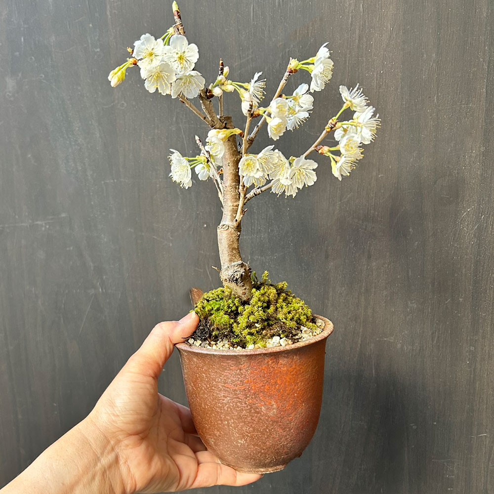 盆栽 開花終了 サクランボ 万古赤丸鉢 花を愛で 実をたのしめる