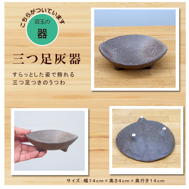 睡蓮木(スイレンボク)の苔玉