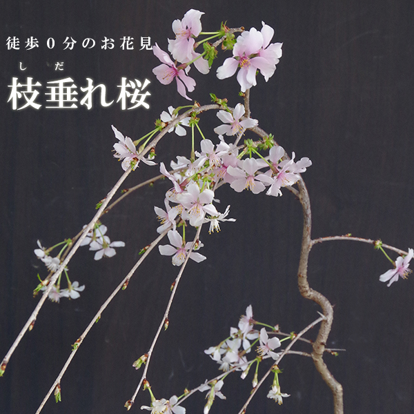 枝垂れ桜