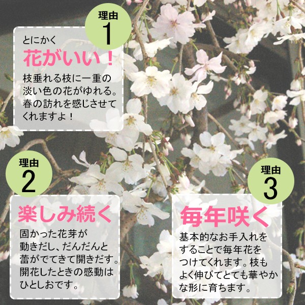 枝垂れ桜