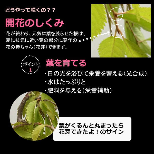 開花終了 苔玉 盆栽 桜 枝垂れ桜 富士桜 の苔玉 くらま器セット