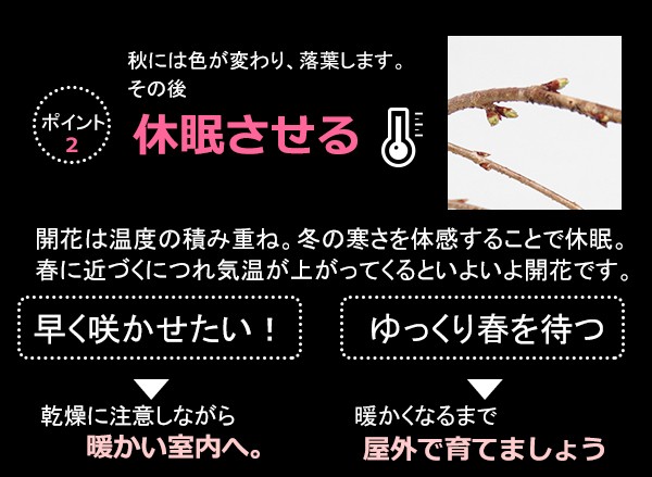 枝垂れ桜