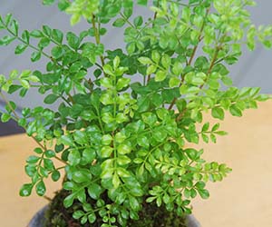 ヤマモミジの苔玉