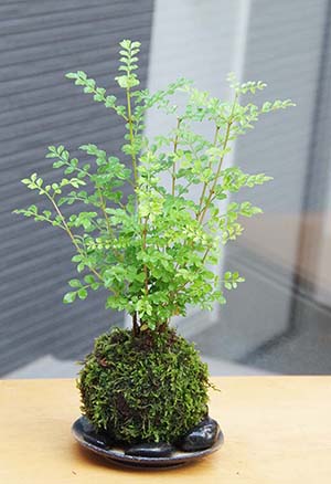 ワイアープランツの苔玉