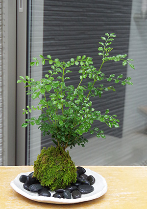 苔玉 盆栽 涼しげな葉 シマトネリコ 苔玉 楕円白粉引器 セット : kokedama485 : みどり屋 和草(にこぐさ) - 通販 -  Yahoo!ショッピング