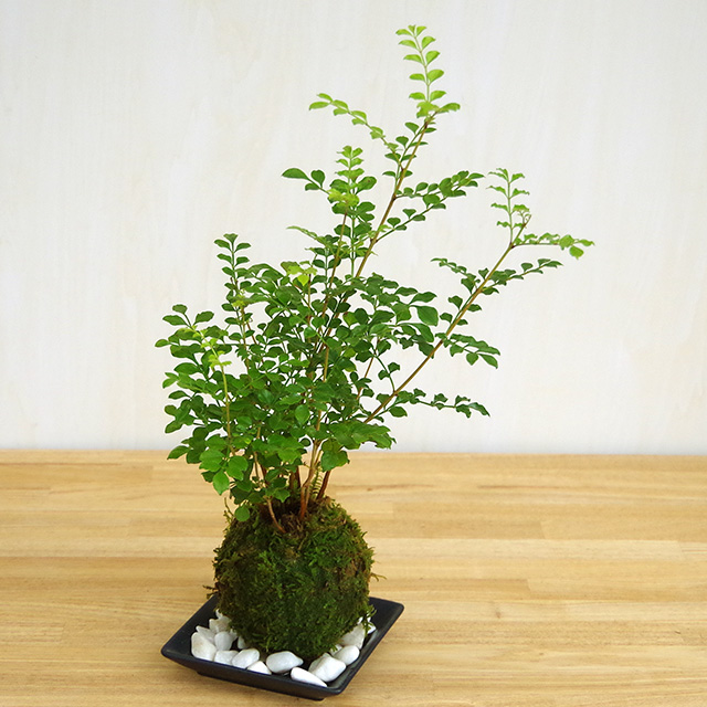 ワイアープランツの苔玉