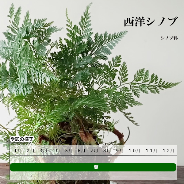 苔玉 盆栽 太い根茎 涼しげな葉 魅力的 シダ植物 シノブ 苔玉 くらま岩器 セット しのぶ しだ こけだま コケダマ こけ玉 :  kokedama852 : みどり屋 和草(にこぐさ) - 通販 - Yahoo!ショッピング