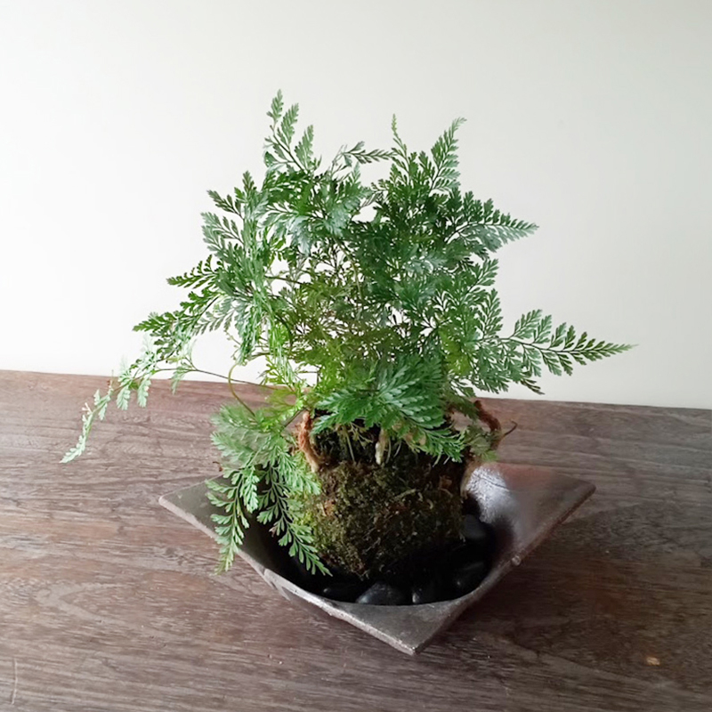 苔玉 盆栽 太い根茎 涼しげな葉 魅力的 シダ植物 シノブ 焼締