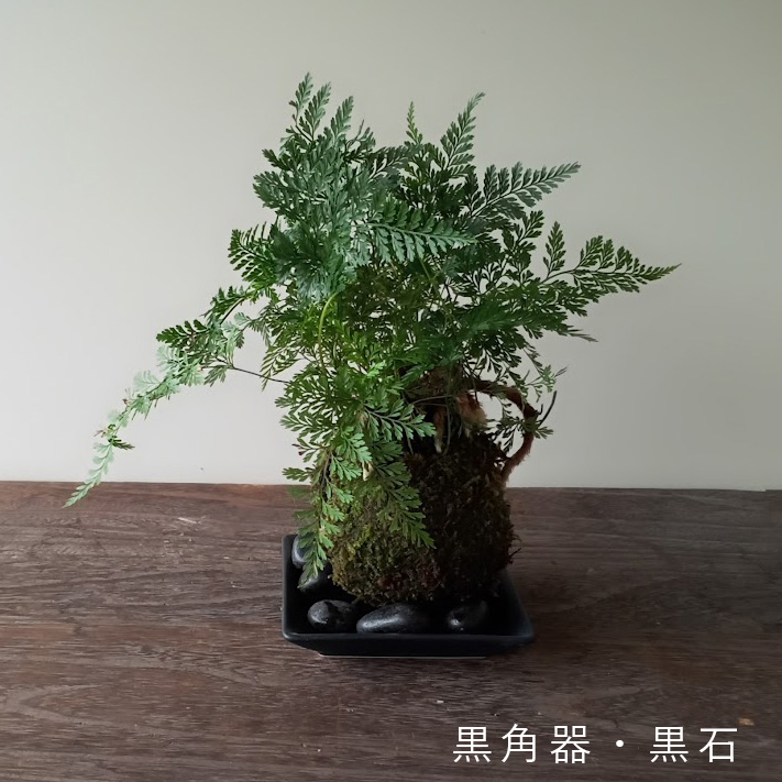 苔玉 盆栽 太い根茎 涼しげな葉 魅力的 シダ植物 シノブ 器 セット