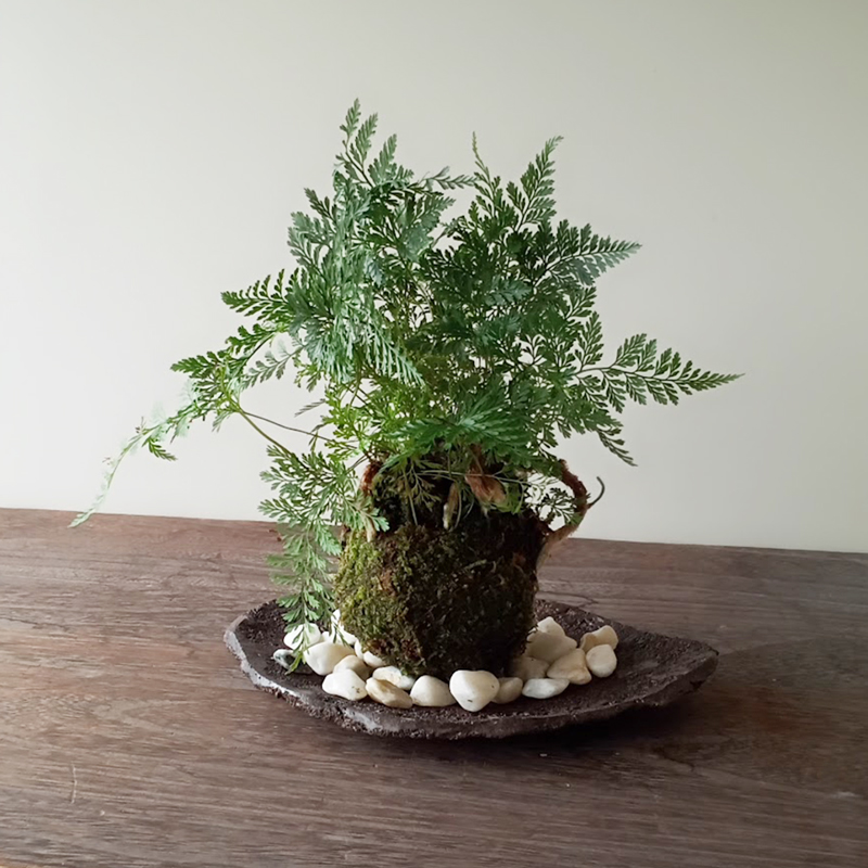 シダ植物（苔玉、苔）の商品一覧｜盆栽、苔玉 | 花、ガーデニング 通販 - Yahoo!ショッピング