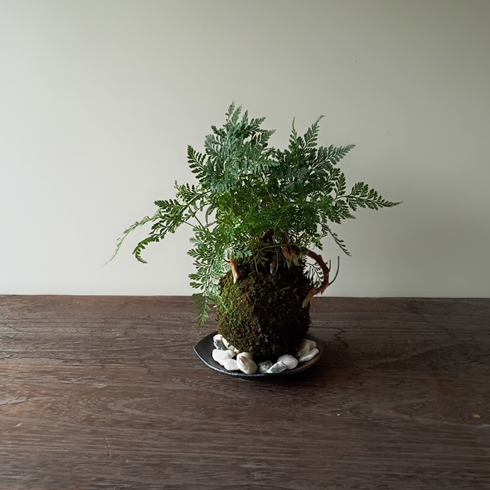 苔玉 盆栽 太い根茎 涼しげな葉 魅力的 シダ植物 シノブ 器