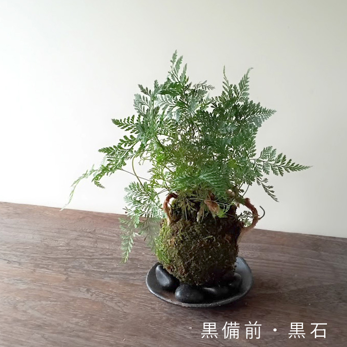 シダ植物 シノブの商品一覧 通販 - Yahoo!ショッピング