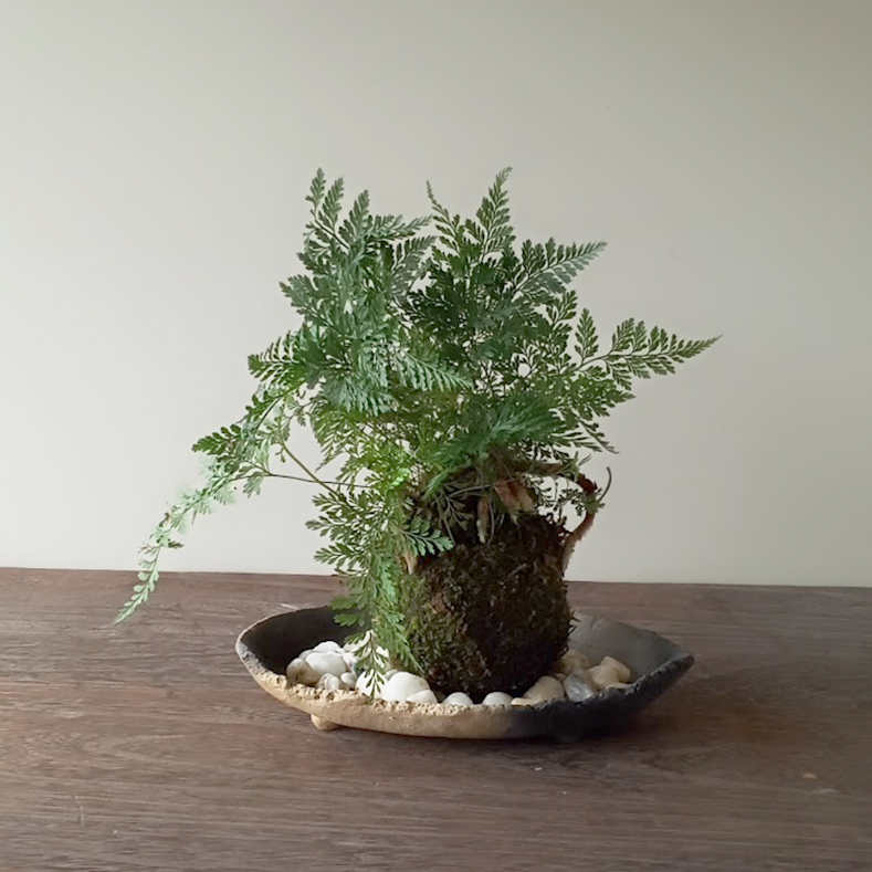 苔玉 盆栽 太い根茎 涼しげな葉 魅力的 シダ植物 シノブ 苔玉 炭化焼き締め器 セット しのぶ しだ こけだま コケダマ こけ玉 :  kokedama854 : みどり屋 和草(にこぐさ) - 通販 - Yahoo!ショッピング