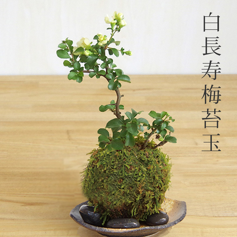 チョウジュバイ
