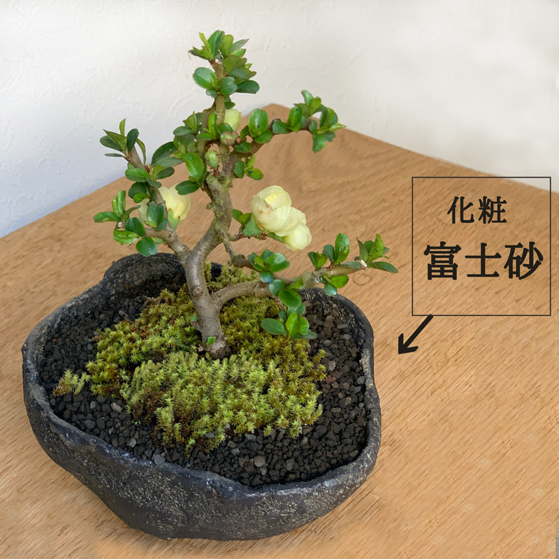 盆栽 白長寿梅 しろちょうじゅばい くらま鉢 チョウジュバイ