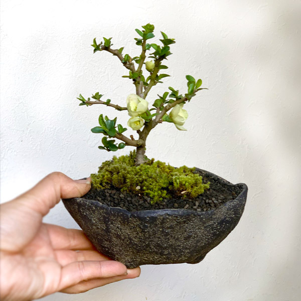 長寿梅の寄せ植え盆栽