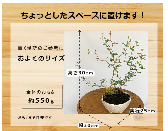 長寿梅