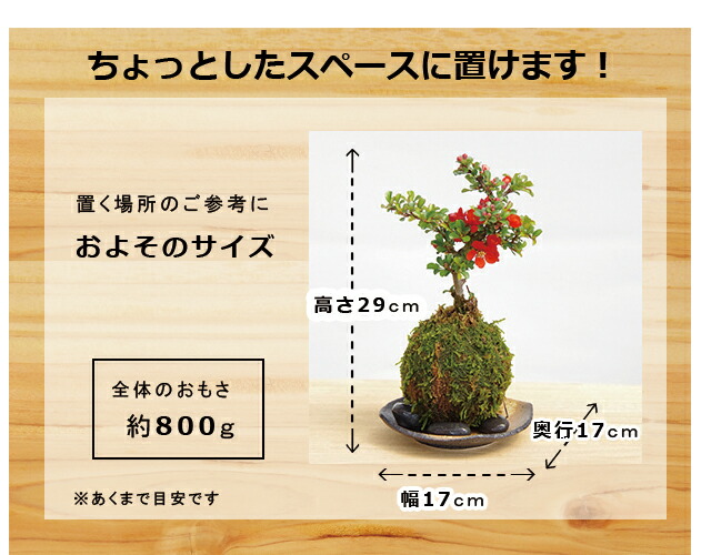 黒備前紅長寿梅苔玉