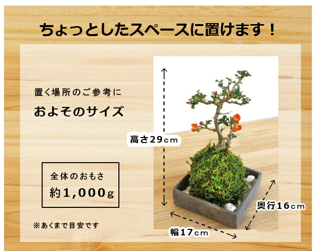 焼締角器紅長寿梅苔玉