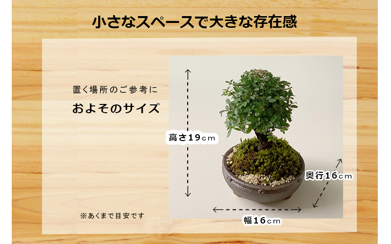 葛*ん様 ニレケヤキ　持ち込み古い　樹高４３ｃｍ 葛*ん様 ニレケヤキ 持ち込み古い 樹高43cm 盆栽創 / 楡欅