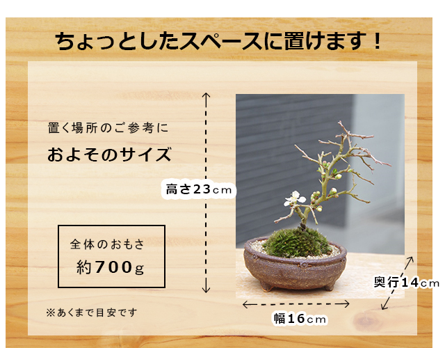 盆栽 白長寿梅 しろちょうじゅばい 白長寿梅の盆栽 信楽茶鉢