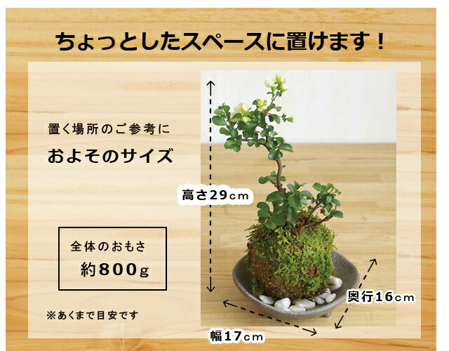 三ツ足灰器紅長寿梅苔玉