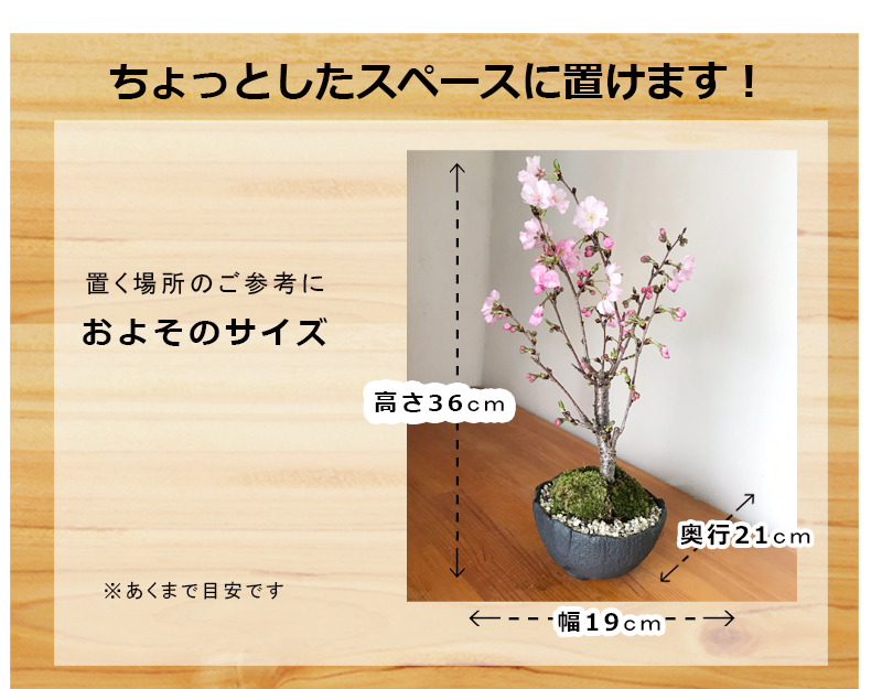 盆栽 桜の盆栽 八重の輝き やえのかがやき 万古黒深鉢 さくら サクラ