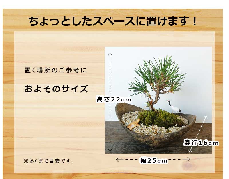 縁起物 黒松盆栽 くらま鉢 鶴亀セット くろまつ クロマツ