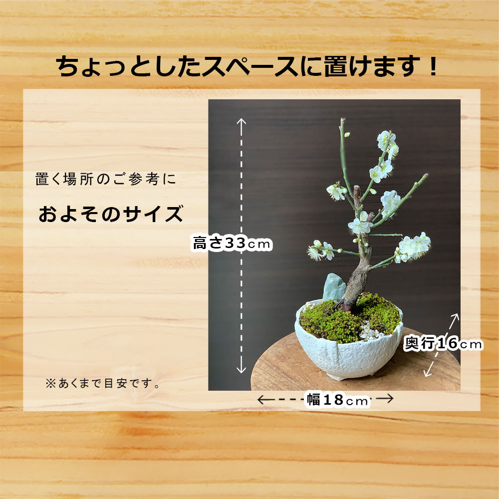 白梅盆栽 万古白深鉢 盆栽 ぼんさい ボンサイ bonsai bonsaiart ミニ