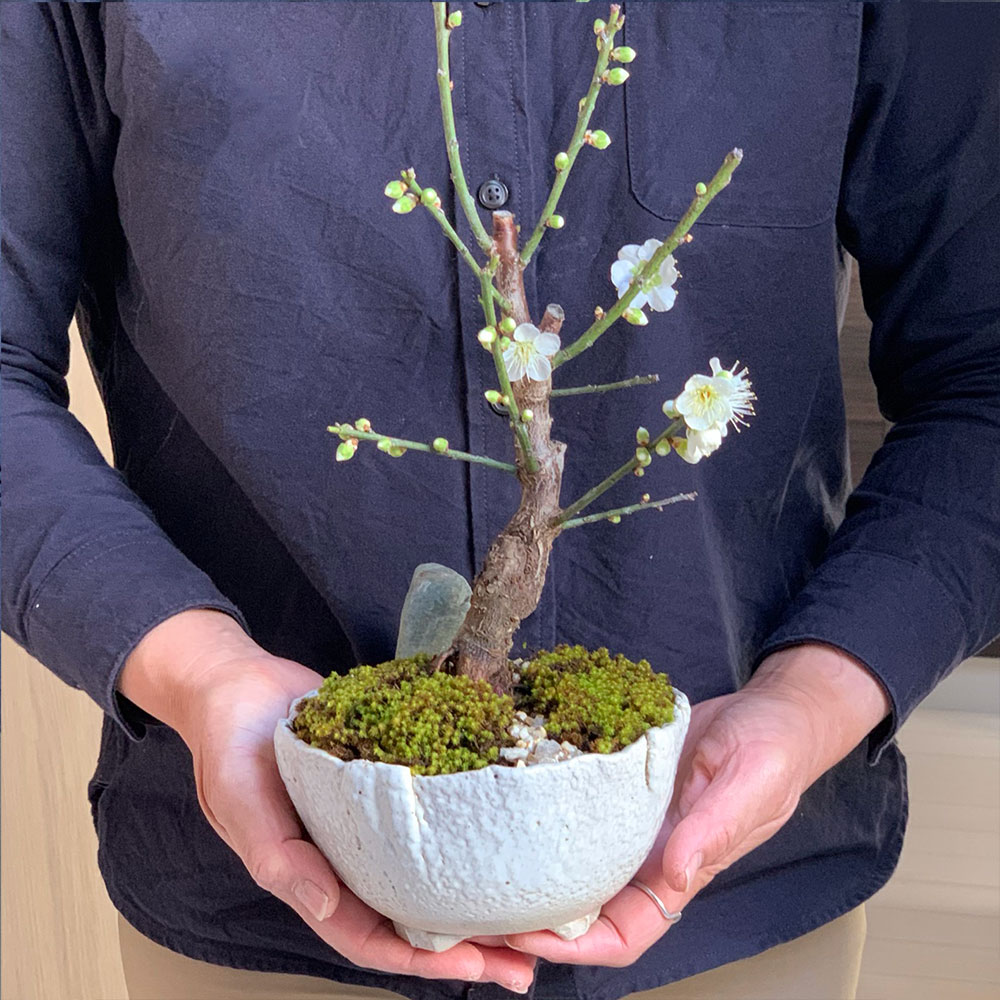 白梅盆栽 万古白深鉢 盆栽 ぼんさい ボンサイ bonsai bonsaiart ミニ