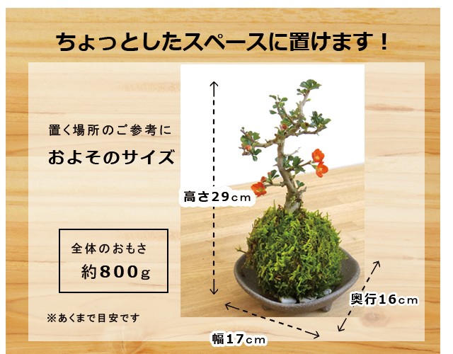 炭化焼締器紅長寿梅苔玉