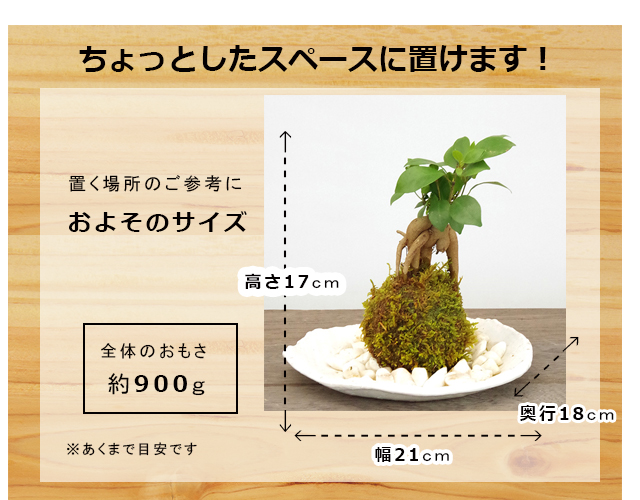 苔玉 盆栽 独特の樹形 人気 ガジュマル 楕円白粉引器 セット こけだま