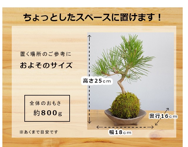 ヤマモミジの苔玉