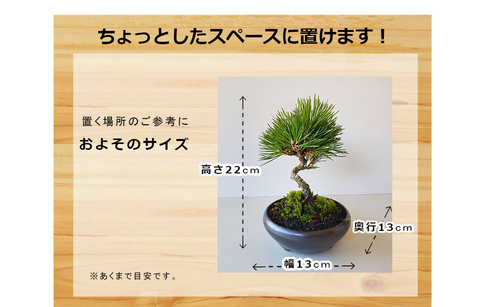 黒松盆栽 万古黒丸鉢 くろまつ クロマツ kuromatu ミニ盆栽 小品