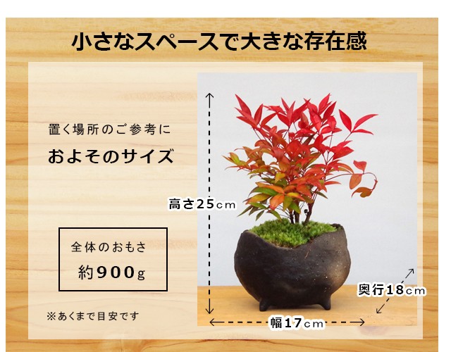 黒備前紅南天盆栽