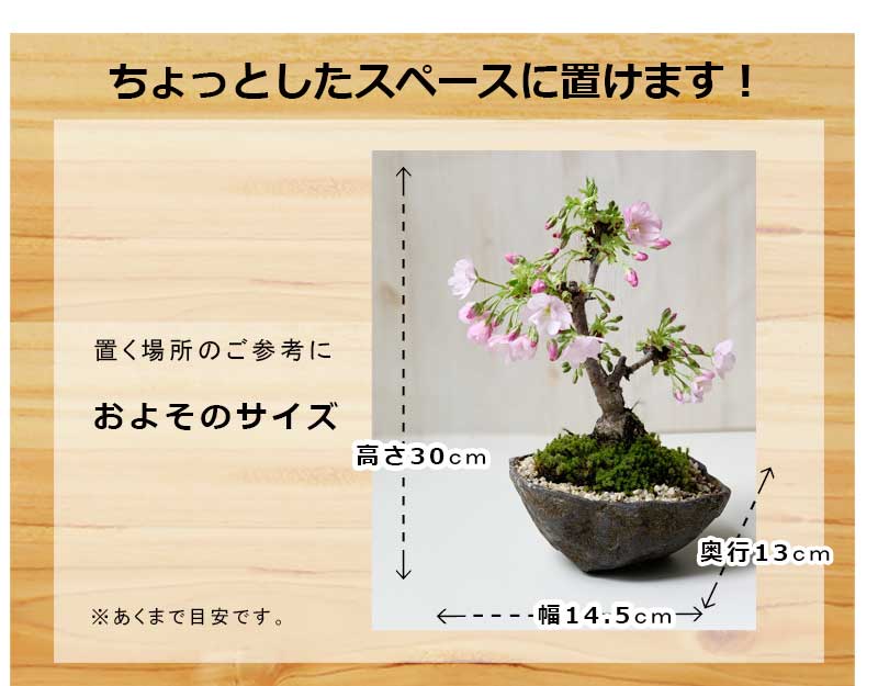 送料無料。桜の盆栽【旭山桜（あさひやまさくら）の盆栽（くらま鉢）】 さくら サクラ :bonsai411send:みどり屋 和草(にこぐさ) - 通販  - Yahoo!ショッピング