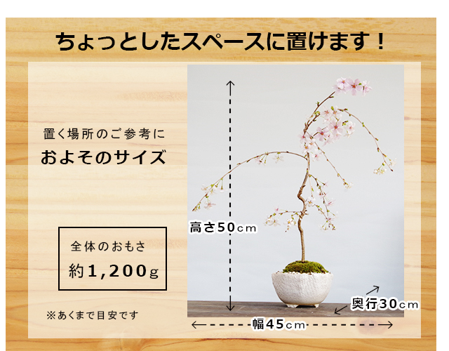 枝垂れ桜