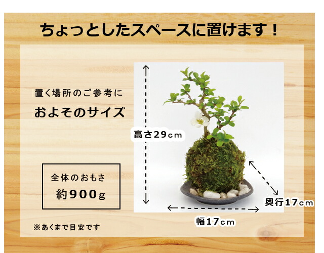 黒備前紅長寿梅苔玉
