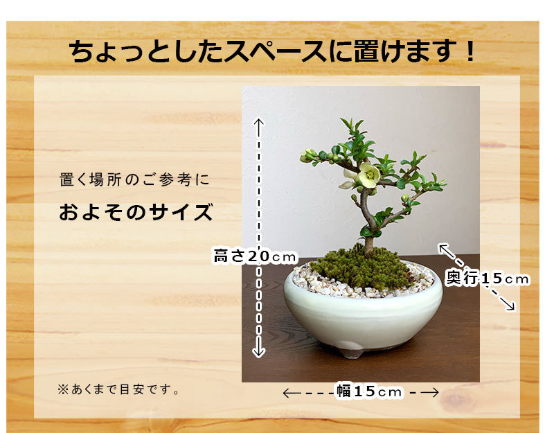 長寿梅