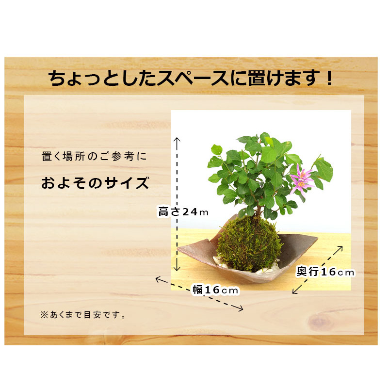 苔玉 盆栽 毎年5月から夏ごろに美しい花が楽しめる 睡蓮木（スイレン