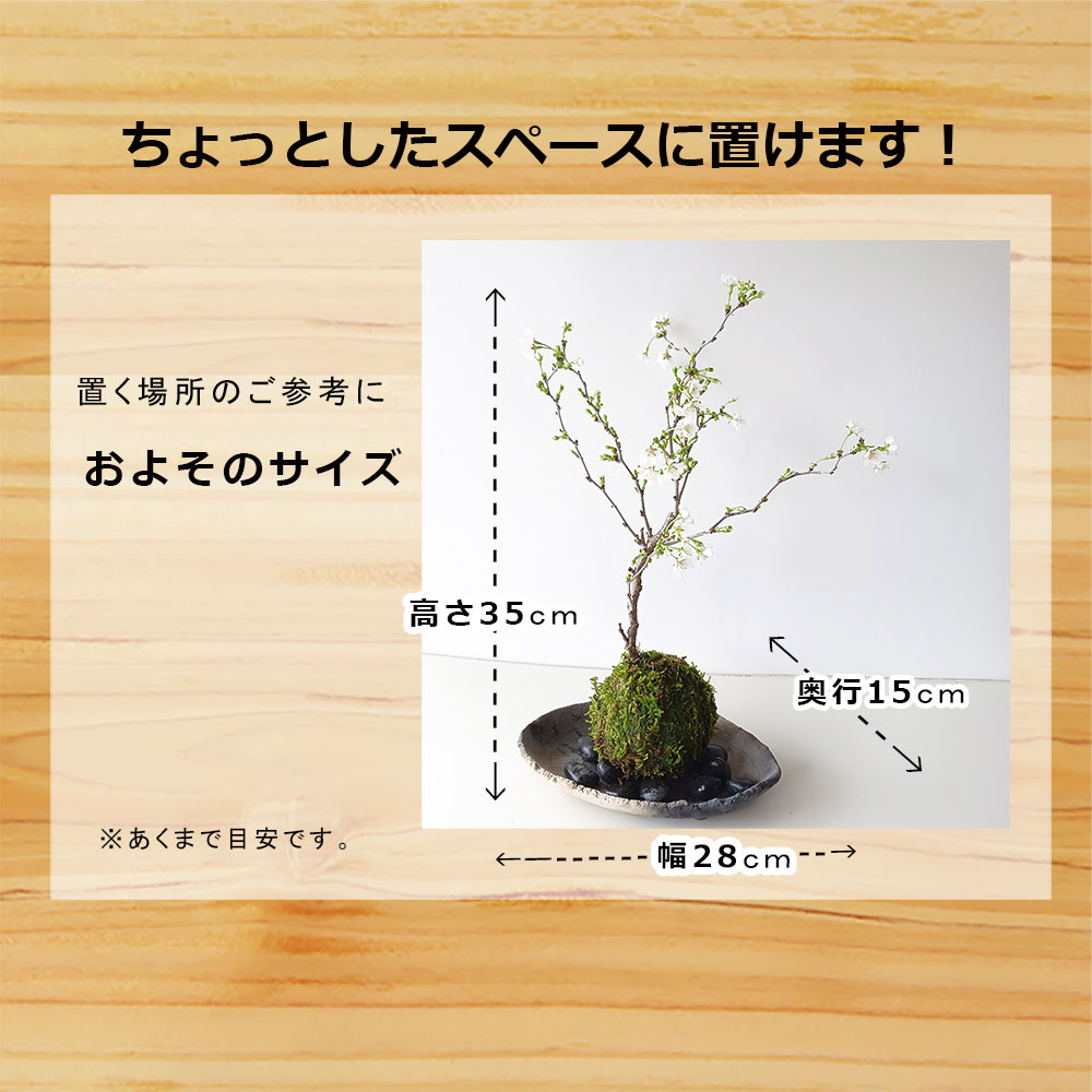 開花終了 苔玉 盆栽 桜 お花見を楽しむ 富士桜 湖上の舞 炭化焼締器