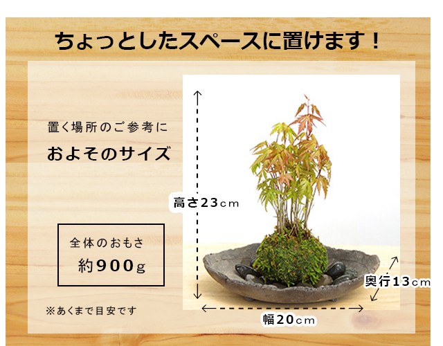 ヤマモミジ盆栽 苔張 20年育成 user_74abb79e様専用 ヤマモミジ盆栽 苔