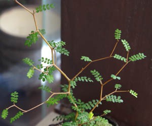 メルヘンの木 個性的 植物 ソフォラ ミクロフィラ 盆栽 真山茜 炭化焼き締め｜midoriyanicogusa｜04