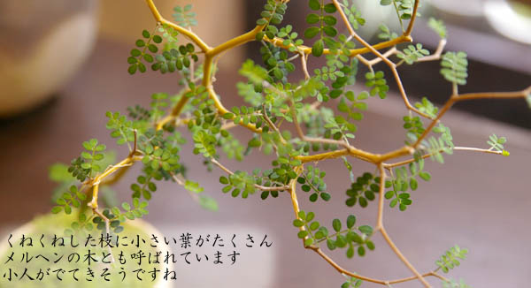 メルヘンの木 個性的 植物 ソフォラ ミクロフィラ 盆栽 真山茜 炭化焼き締め｜midoriyanicogusa｜03