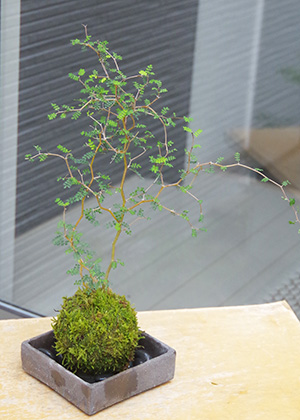 苔玉 盆栽 メルヘンの木 個性的な植物 ソフォラ ミクロフィラ 焼締角器