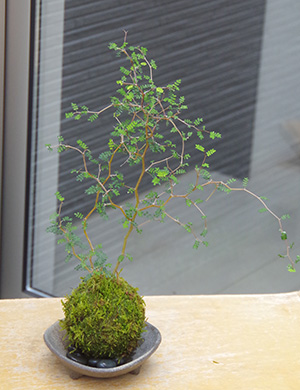 苔玉 盆栽 メルヘンの木 個性的な植物 ソフォラ ミクロフィラ 三つ足灰
